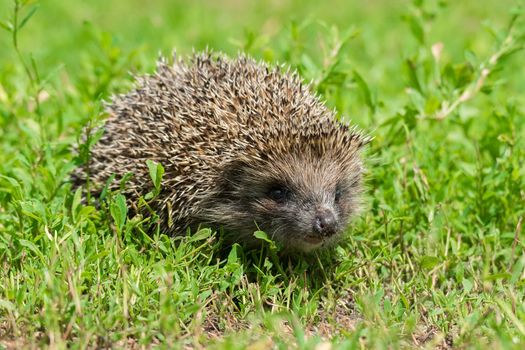 Hedgehog on green grass, hedgehog on nature