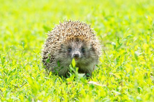 Hedgehog on green grass, hedgehog on nature