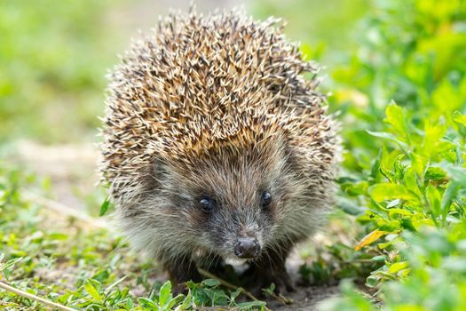 Hedgehog on green grass, hedgehog on nature