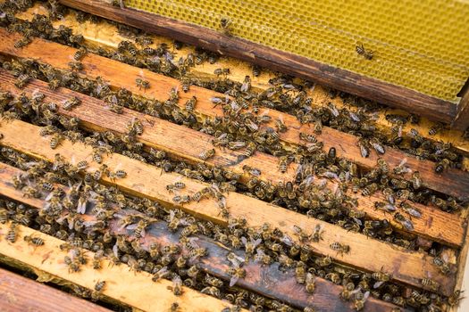 Bees are paying attention to the developing larva of the Queen Bee.