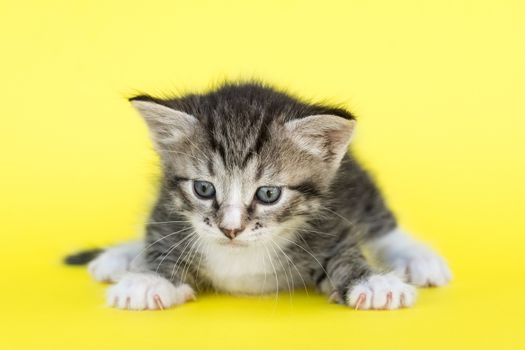 Little gray kitten on a yellow background