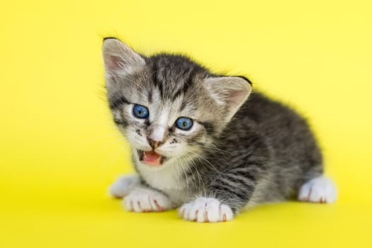 Little gray kitten on a yellow background