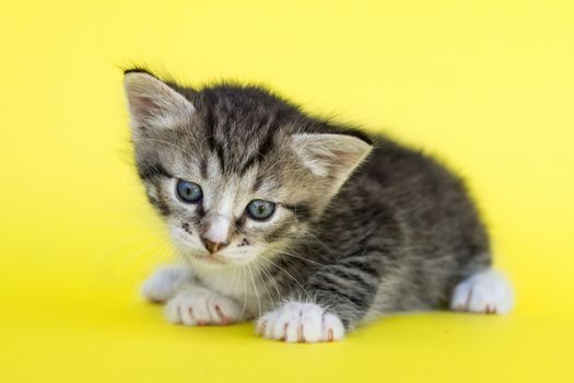 Little gray kitten on a yellow background