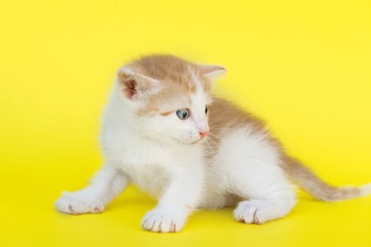 Little red kitten on a yellow background