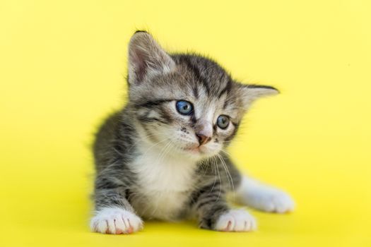 Little gray kitten on a yellow background