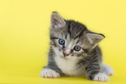 Little gray kitten on a yellow background