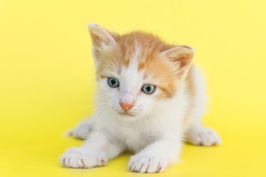 Little red kitten on a yellow background