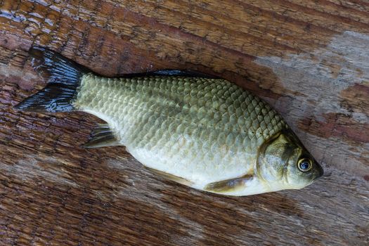 carp on a wooden background, good fishing