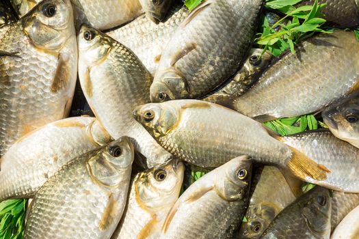 carp on a wooden background, good fishing