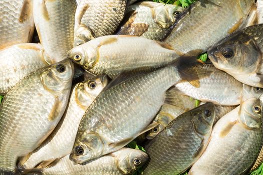 carp on a wooden background, good fishing