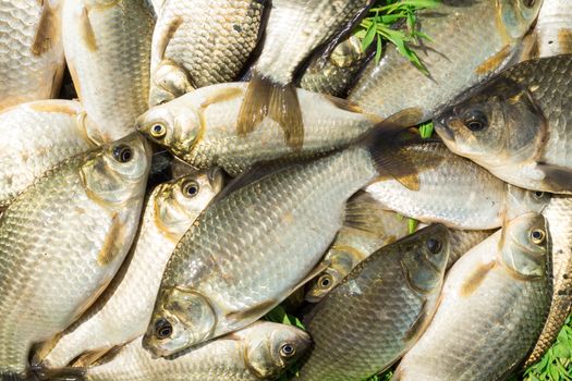 carp on a wooden background, good fishing