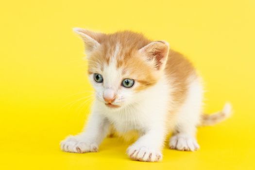 Little red kitten on a yellow background