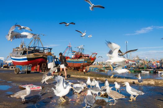 Flocks of seagulls flying over Essaouira fishing harbor, Morocco. Fishing boat docked at the Essaouira port waits for a full repair with a boat hook in the foreground.