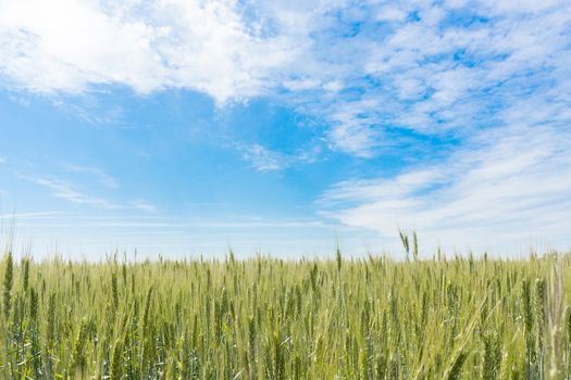 Wheat field and blue sky with clouds