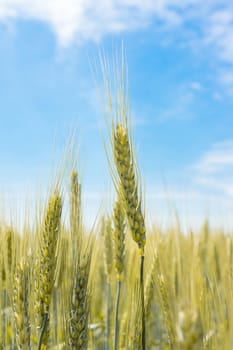 Wheat field and blue sky with clouds