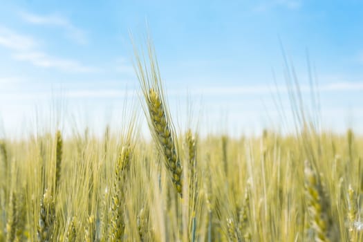 Wheat field and blue sky with clouds