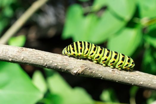 Green caterpillar on lilac leaf, caterpillar in nature