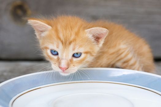 A small red kitten laps milk from a bowl