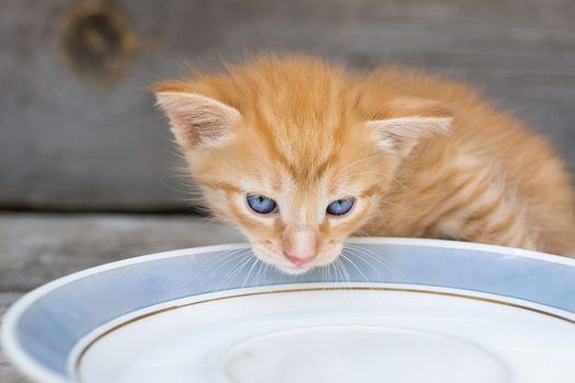 A small red kitten laps milk from a bowl