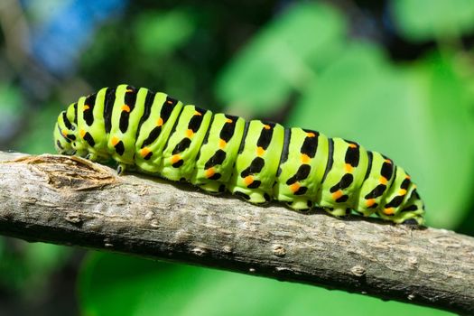 Green caterpillar on lilac leaf, caterpillar in nature