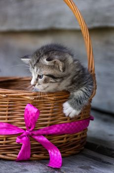 A small red kitten is sitting in a basket