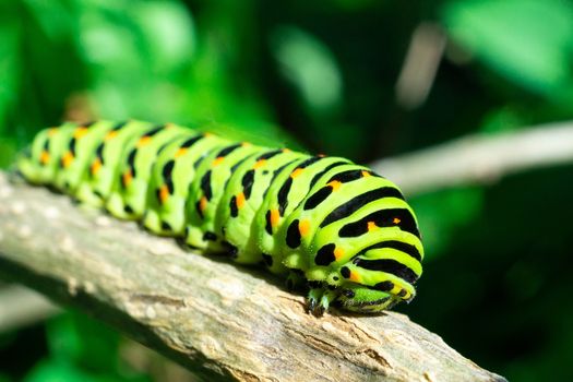 Green caterpillar on lilac leaf, caterpillar in nature