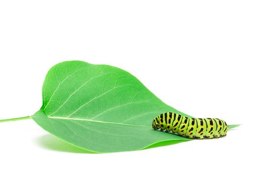 Swallowtail caterpillar or Papilio Machaon on a white background