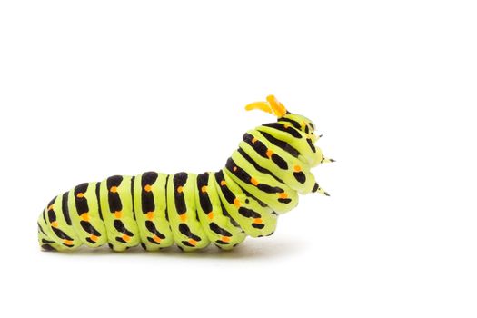 Swallowtail caterpillar or Papilio Machaon on a white background