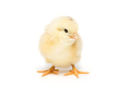 Chicken on white background, village, isolation, summer