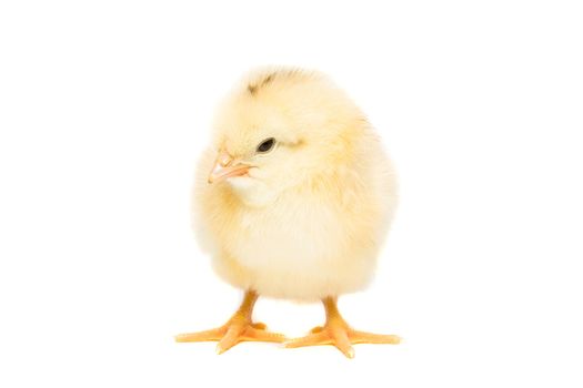 Chicken on white background, village, isolation, summer