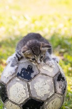 Little kitten on an old football ball