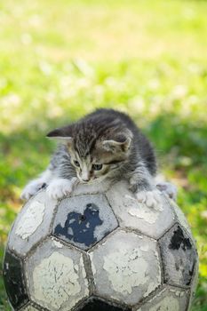 Little kitten on an old football ball