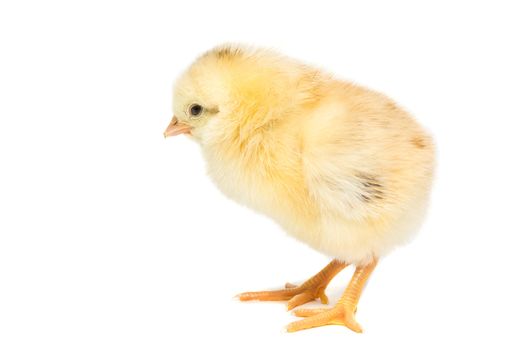 Chicken on white background, village, isolation, summer