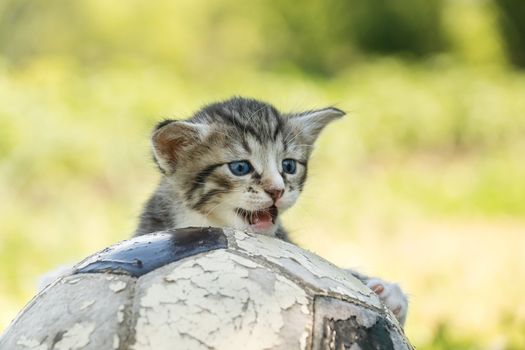 Little kitten on an old football ball