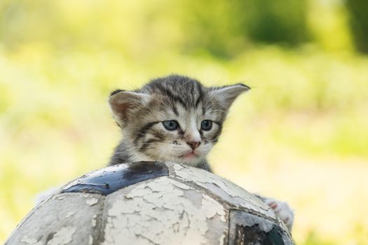 Little kitten on an old football ball