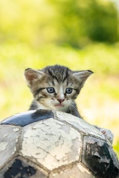 Little kitten on an old football ball