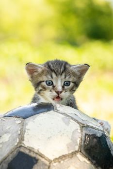 Little kitten on an old football ball