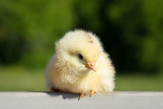 A small yellow chicken on the fence