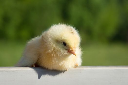 A small yellow chicken on the fence