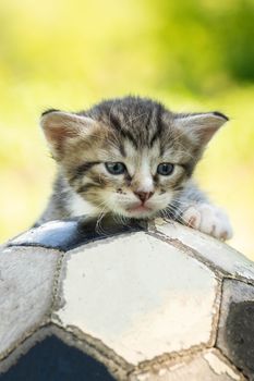 Little kitten on an old football ball