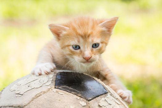 Little kitten on an old football ball