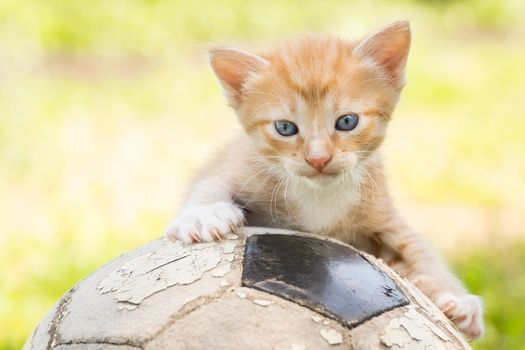 Little kitten on an old football ball