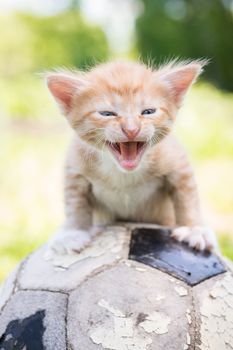 Little kitten on an old football ball