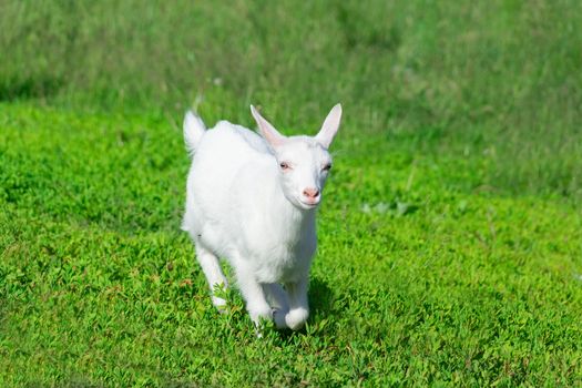 a small goat in a field of wheat