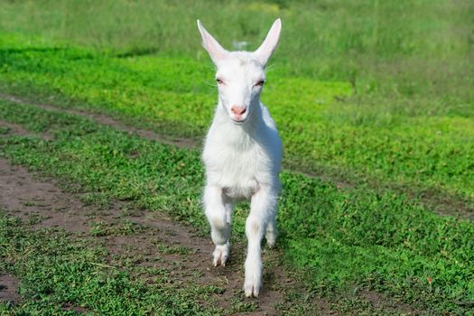 a small goat in a field of wheat