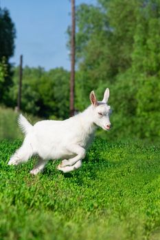 a small goat in a field of wheat