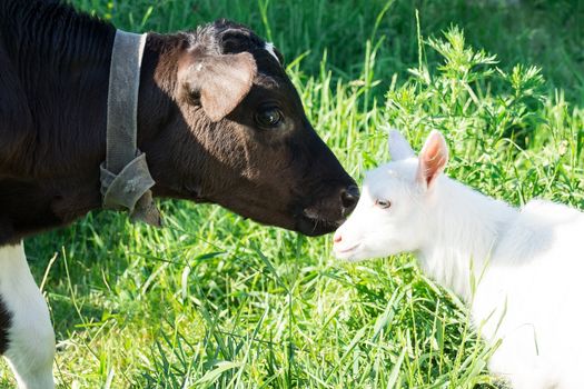 A calf kisses a small goat on the grass