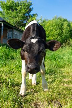 beautiful little calf standing on the grass