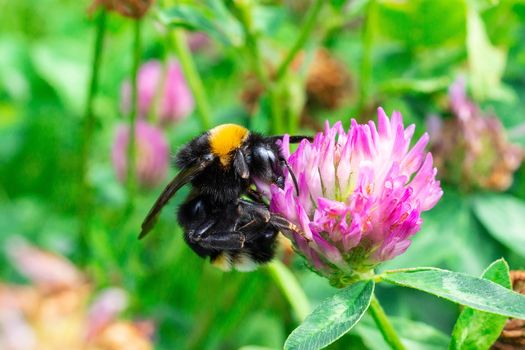 A bumblebee gathers pollen on a red flower, a bumblebee on a clover