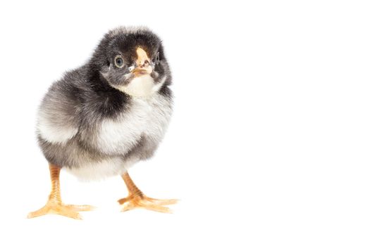 Chicken on white background, village, isolation, summer